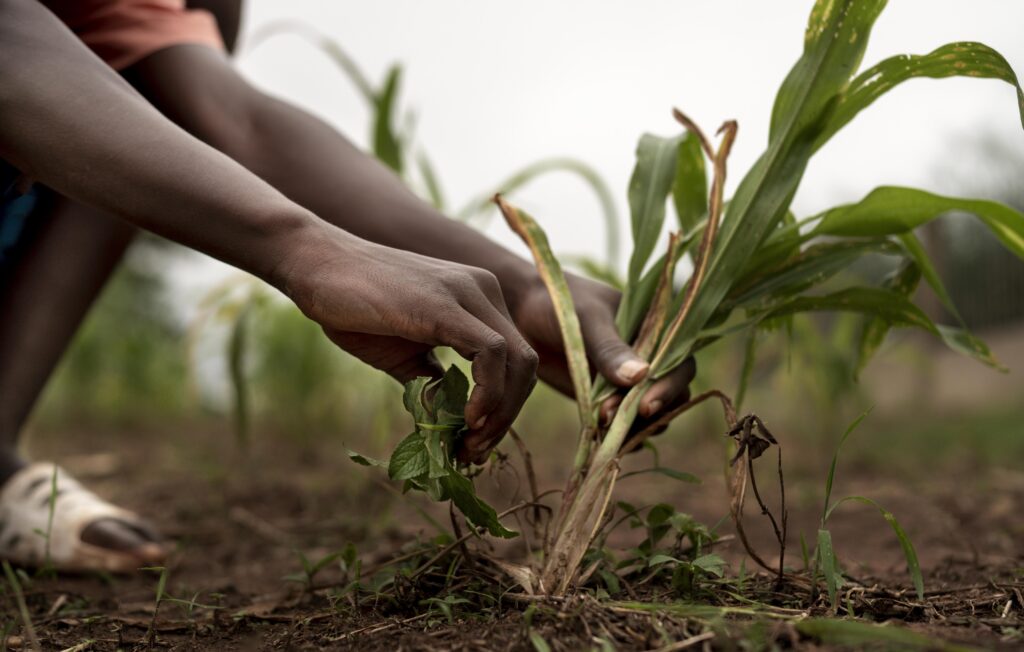 FORMATION AGRICULTURE SENEGAL